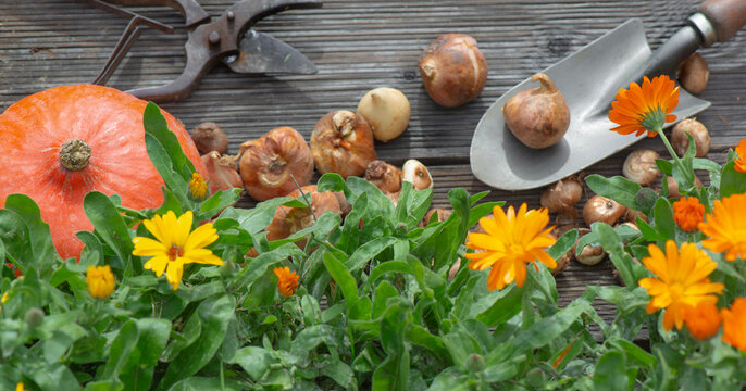view directly above on plant bulbs on  small shovel and with marigold flowers on a plank in autumn; Autumnal gardening