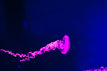 Colorful jellyfish swims in dark water while moving gracefully in an aquarium setting © ir1ska