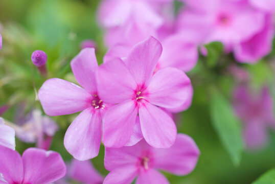phlox flowers in a garden