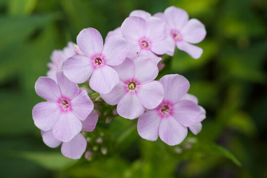 phlox flowers in a garden