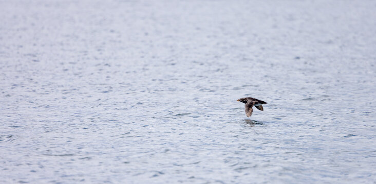 Seabird Flying Low Over Calm Ocean Water Near Sidney, Vancouver Island, BC, Canada