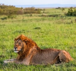 Male lion resting observing the African savanna in Kenya © Michael