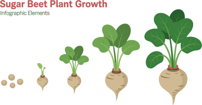 Sugar Beet Plant Growth Stages Infographic Vector Set Showing Root Cultivation Cycle from Seeds to Mature Crop for Agriculture and Botanical Layouts