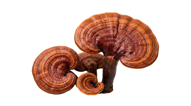 Two dried reishi mushrooms used for traditional herbal medicine and healthy tea ingredients