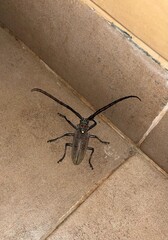 Longhorn beetle insect pest on a ceramic floor near the wall © StopnSnap