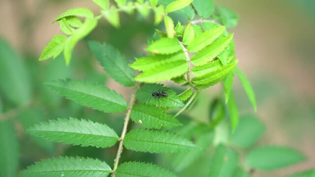 A high-angle macro shot of a large black ant exploring vibrant green, serrated leaves outdoors. The insect is sharply focused against a soft, blurred natural background, capturing wildlife activity in