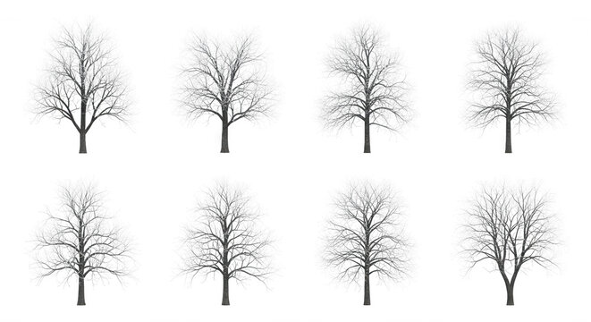 eight bare trees in winter with different shapes standing isolated on a white background design templates