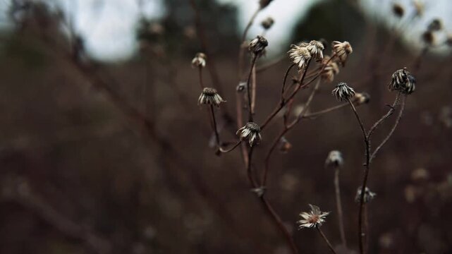 Moody Close Up of Dried Wildflowers in a Winter Field
