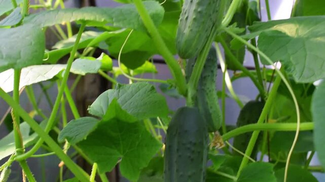 A tied cucumber vine in a greenhouse with several ripening fruits.