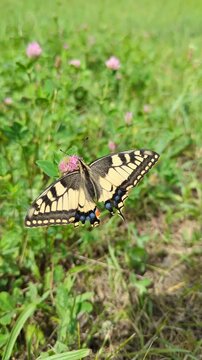 Old World Swallowtail Butterfly Resting on Grass Blade in Summer Meadow with Pink Clover Flowers