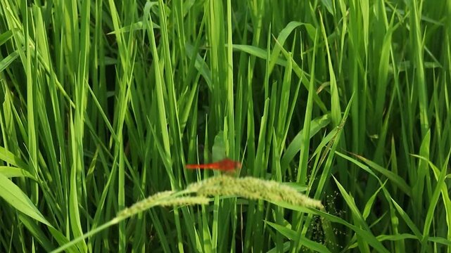 Red dragonfly rests on the tip of a green plant in a grassy field.