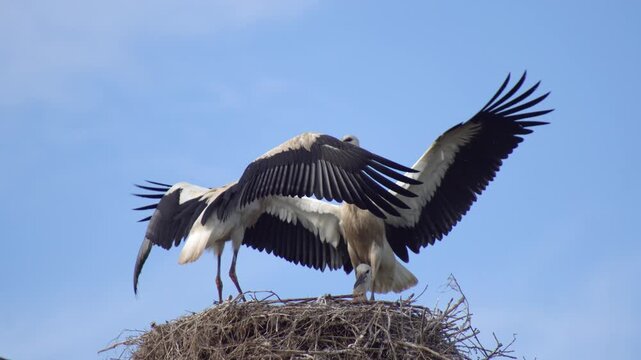 A dynamic close-angle shot of white storks in their nest with large wings fully spread out against a bright blue sky. The birds demonstrate impressive wingspan as they interact with their chick in the