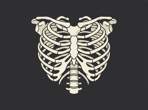 Human rib cage skeleton anatomy illustration black background