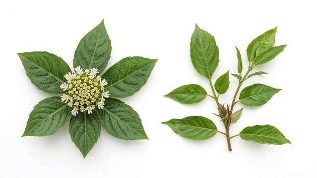 Aromatic plant with leaves and flowering cluster, showing fresh green foliage and flowering stages. Herbal plant, aromatic, and medicinal properties.