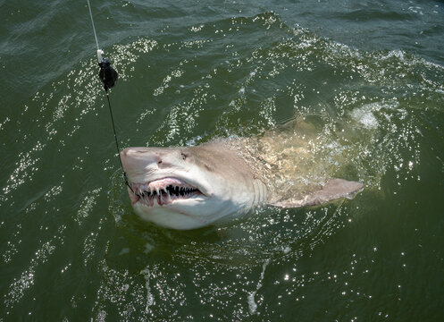 Sand Tiger Shark Hooked at Water Surface with Open Mouth and Sharp Teeth