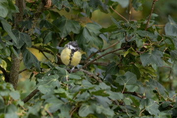 Mésange charbonnière © Laurent