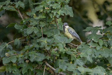 Mésange charbonnière © Laurent