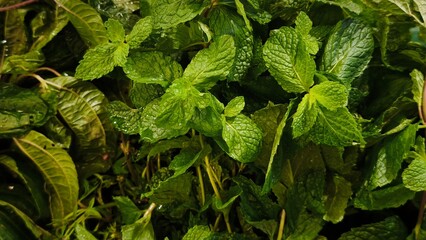 Fresh organic mint leaf at supermarket background © msalbarid