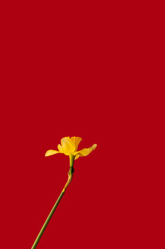 Yellow flower on red background 