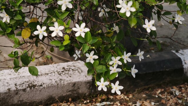 Close up and selective focus of Melati Crape or Tabernaemontana divaricata or commonly called pinwheel flower, crape jasmine