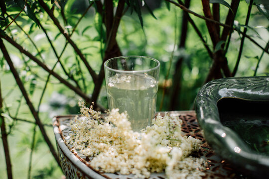 A Glass of Elderflower Cordial In The Garden Beside Elderflowers