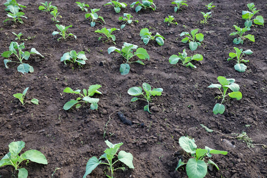 Young green cabbage seedlings grow in even rows in open soil in the garden. Fresh sprouts of agricultural culture actively develop in fertile damp earth outdoors. Farming provides a high quality veget