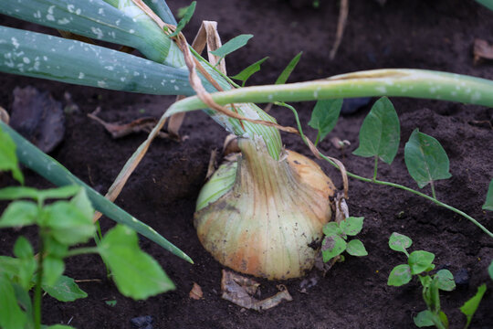 A large onion bulb matures in open soil on a farm garden bed surrounded by green shoots. Natural vegetable grows in rich dark soil under soft daylight. Agricultural shot highlights organic cultivation