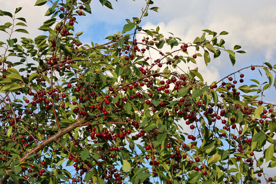 Branches of ripe cherries abundantly covered with bright red berries against a blue sky with white clouds. A juicy harvest of fresh sour cherries matures in a summer garden under bright sunlight.