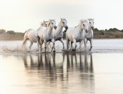 Herd of horses trotting through water