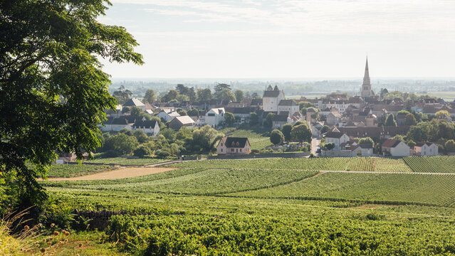 Village de Meursault. Vigne en Bourgogne. Rangs de vigne. Viticulture en France. Culture des raisins pour le vin en C&ocirc;te-d'Or. Vignoble bourguignon