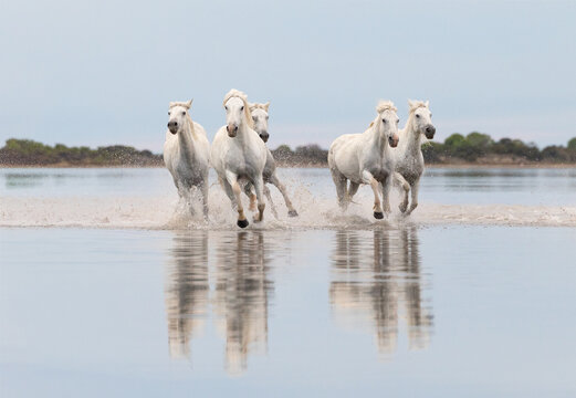 White Horses Running Toward Camera