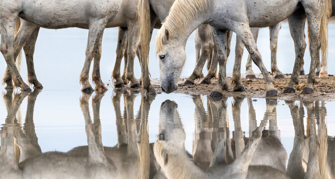 Horse Drinking at Water's Edge