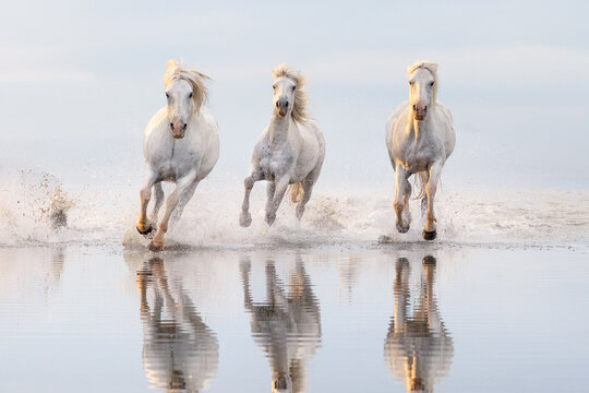Three White Horses at Full Gallop