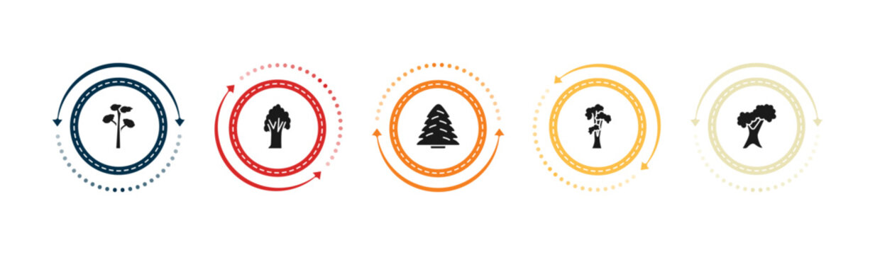 filled nature icons set - pitch pine tree, american chestnut tree, white spruce tree, shagbark hickory editable vector for web and mobile ui