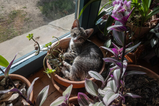 Cute kitten hanging out in a flowerpot by the window