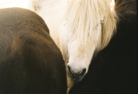 Horses and Cattle Gathered Closely in a Rural Setting