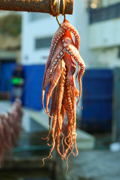 Fresh octopus tentacles hang to dry in the sun at a seaside location in Greece, showcasing traditional seafood preparation.