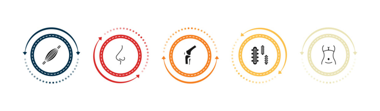 filled human body parts icons set - human muscle, e side view, kneecap, three bacteria. editable vector for web and mobile ui