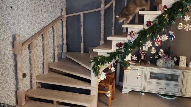 The living room has a wooden staircase with a railing, with a a Scottish breed cat is descending the steps. The staircase is decorated for Christmas and New Year with garlands, bulbs, balls and ginger