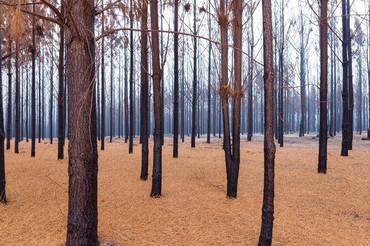 Pine Forest After The Fire