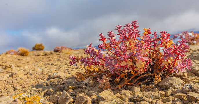 Arbusto de hojas rojas y amarillas creciendo en un entorno ricos y &aacute;rido, con un fondo de cielo nublado.La imagen muestra la resistencia y belleza de la naturaleza en condiciones adversas.