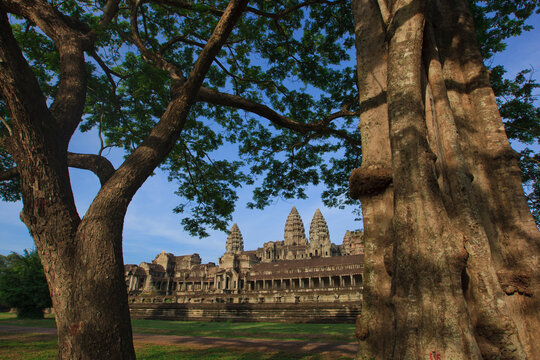 Giant trees framing Angkor Wat at sunrise