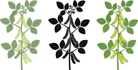 Obraz premium Detailed soybean plant vector set featuring colorful line art outline and solid black silhouette variants isolated on white background