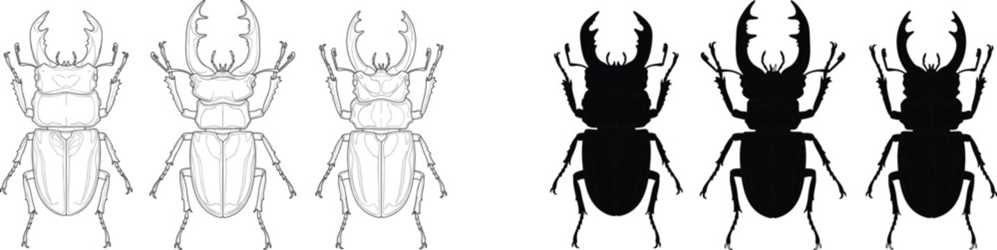 Stag beetle line art blueprints and solid black silhouette vectors showing top views for educational and design projects