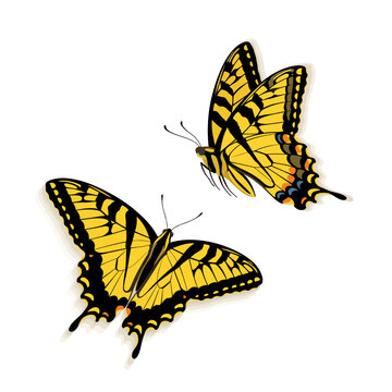 Two yellow swallowtail butterflies isolated on white background vector illustration