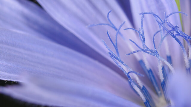 Macro shot of chicory flower (Cichorium intybus)