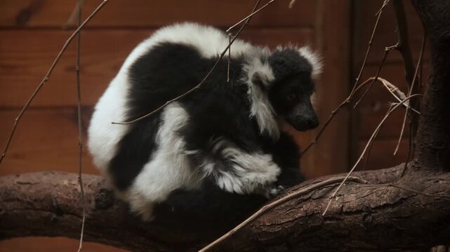 Close-up video footage of a black-and-white ruffed lemur resting on a tree branch inside a zoo habitat. The primate carefully observes its surroundings while displaying its distinctive black and white