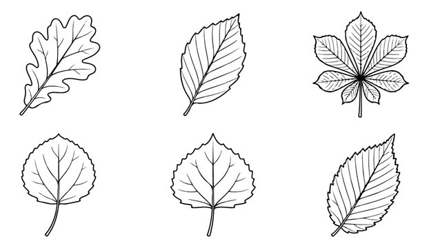Minimalist leaf line art collection, set of 6 botanical tree leaf icons, black and white autumn foliage vector illustrations for nature branding