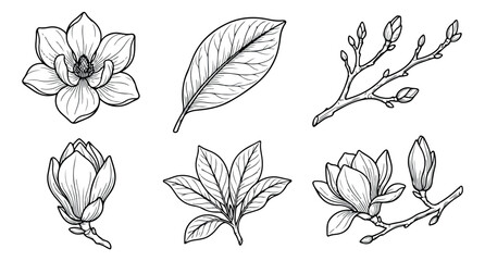 Vintage magnolia flower line art collection, hand drawn botanical floral sketches, 6 vector elements with blossoms and leaves for wedding design © Rehman