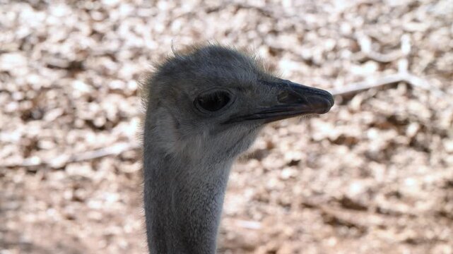 The common ostrich (Struthio camelus), the largest extant species of bird.